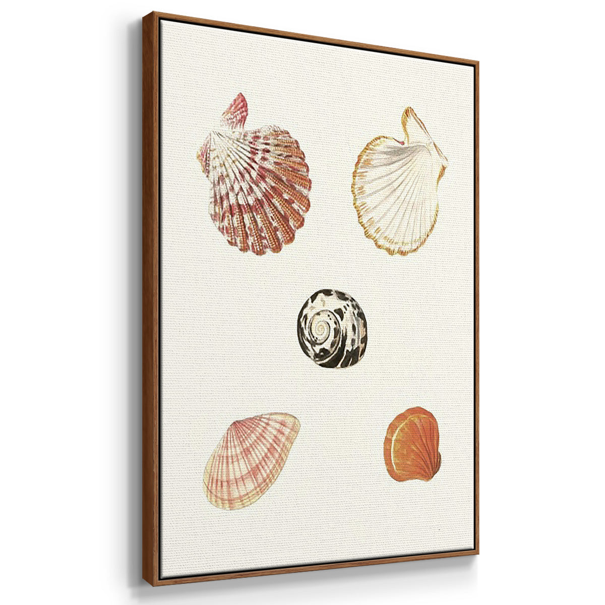Pastel Knorr Shells VI - Floater Framed Canvas Set