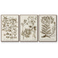 Sepia Botanical Journal I - Floater Framed Canvas Set