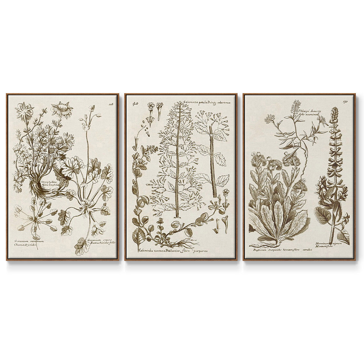 Sepia Botanical Journal IV - Floater Framed Canvas Set