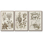Sepia Botanical Journal VI - Floater Framed Canvas Set