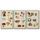 Mushroom Species I - Floater Framed Canvas Set