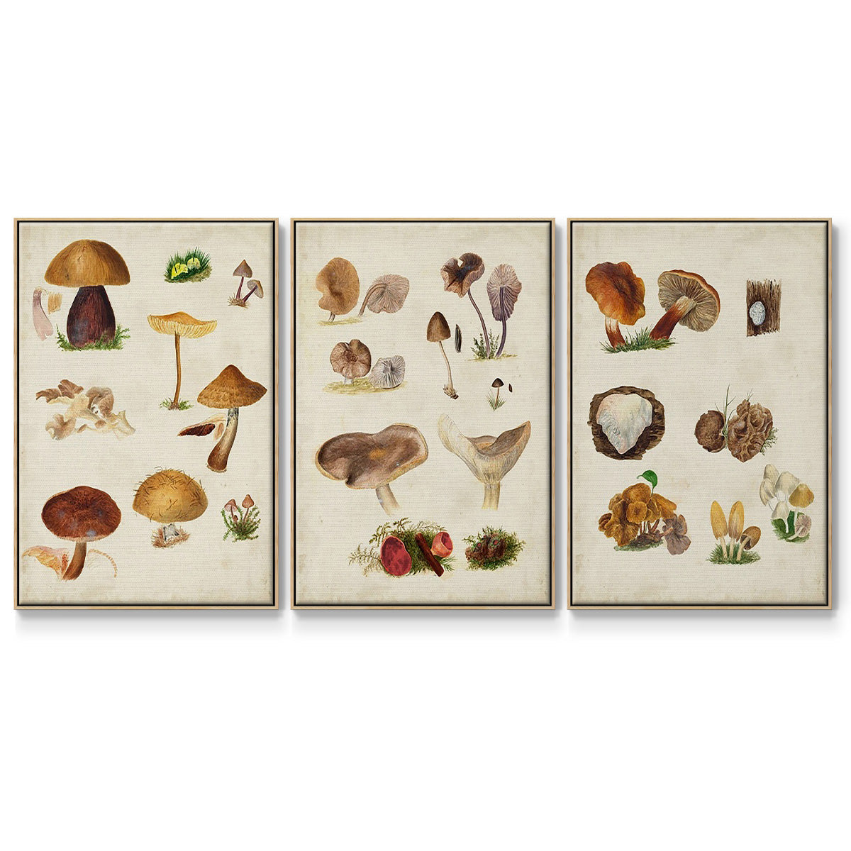 Mushroom Species I - Floater Framed Canvas Set
