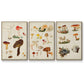 Mushroom Species X - Floater Framed Canvas Set