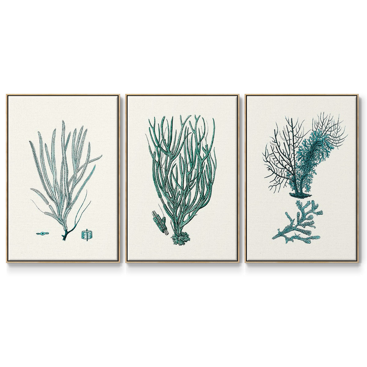 Antique Coastal Coral VI - Floater Framed Canvas Set