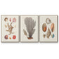 Knorr Shells & Coral I - Floater Framed Canvas Set