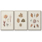 Knorr Shells & Coral VI - Floater Framed Canvas Set