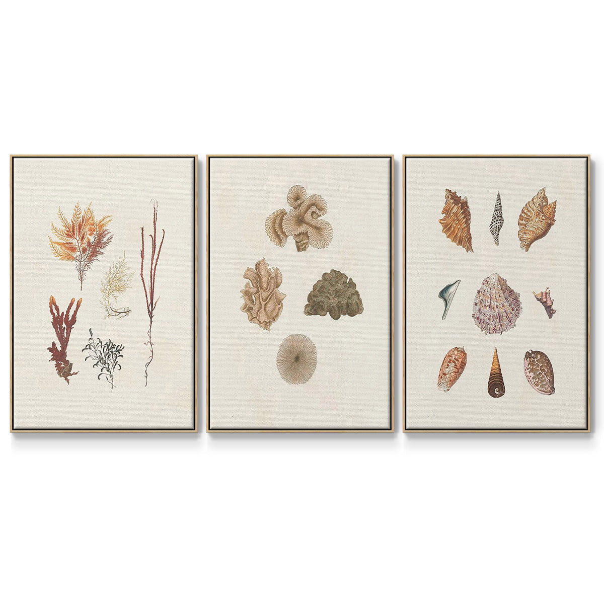 Knorr Shells & Coral VI - Floater Framed Canvas Set