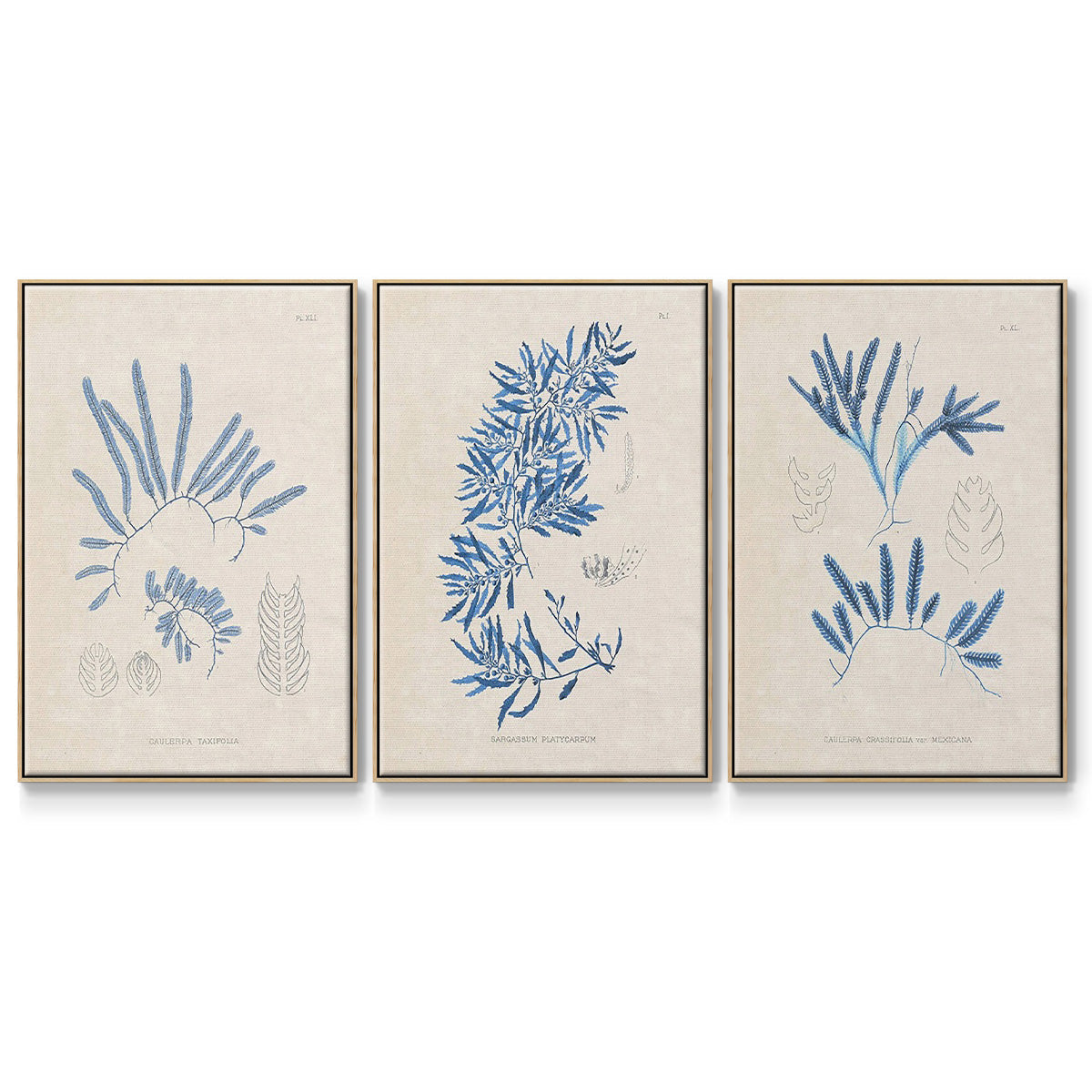Blue Marine Algae I - Floater Framed Canvas Set