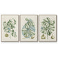 Buchoz Tropicals IX - Floater Framed Canvas Set