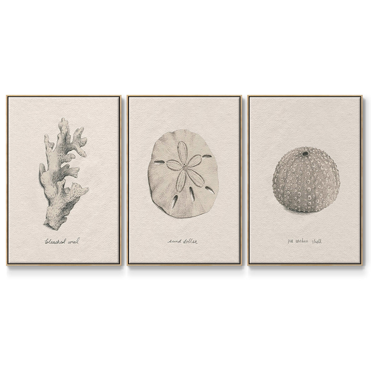 Shore Treasure Study I - Floater Framed Canvas Set
