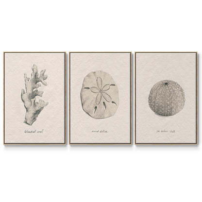 Shore Treasure Study I - Floater Framed Canvas Set