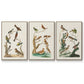 Antique Birds in Nature I - Floater Framed Canvas Set