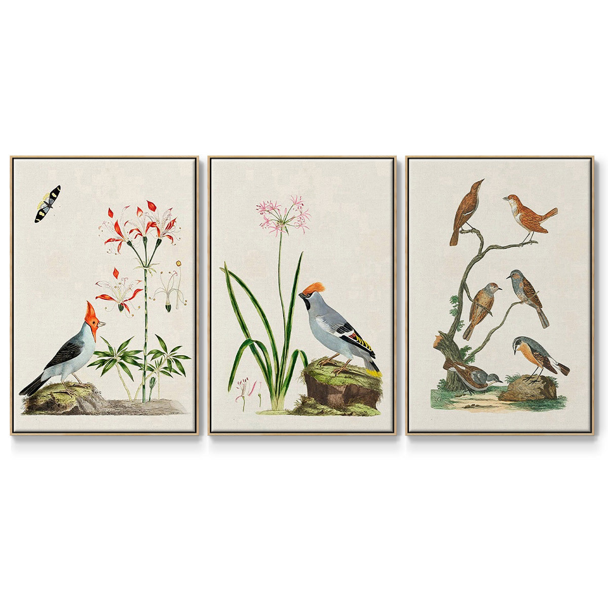 Antique Birds in Nature IV - Floater Framed Canvas Set