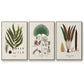 Botanical Society Ferns I - Floater Framed Canvas Set