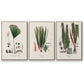 Botanical Society Ferns IV - Floater Framed Canvas Set