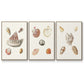 Pastel Knorr Shells VI - Floater Framed Canvas Set