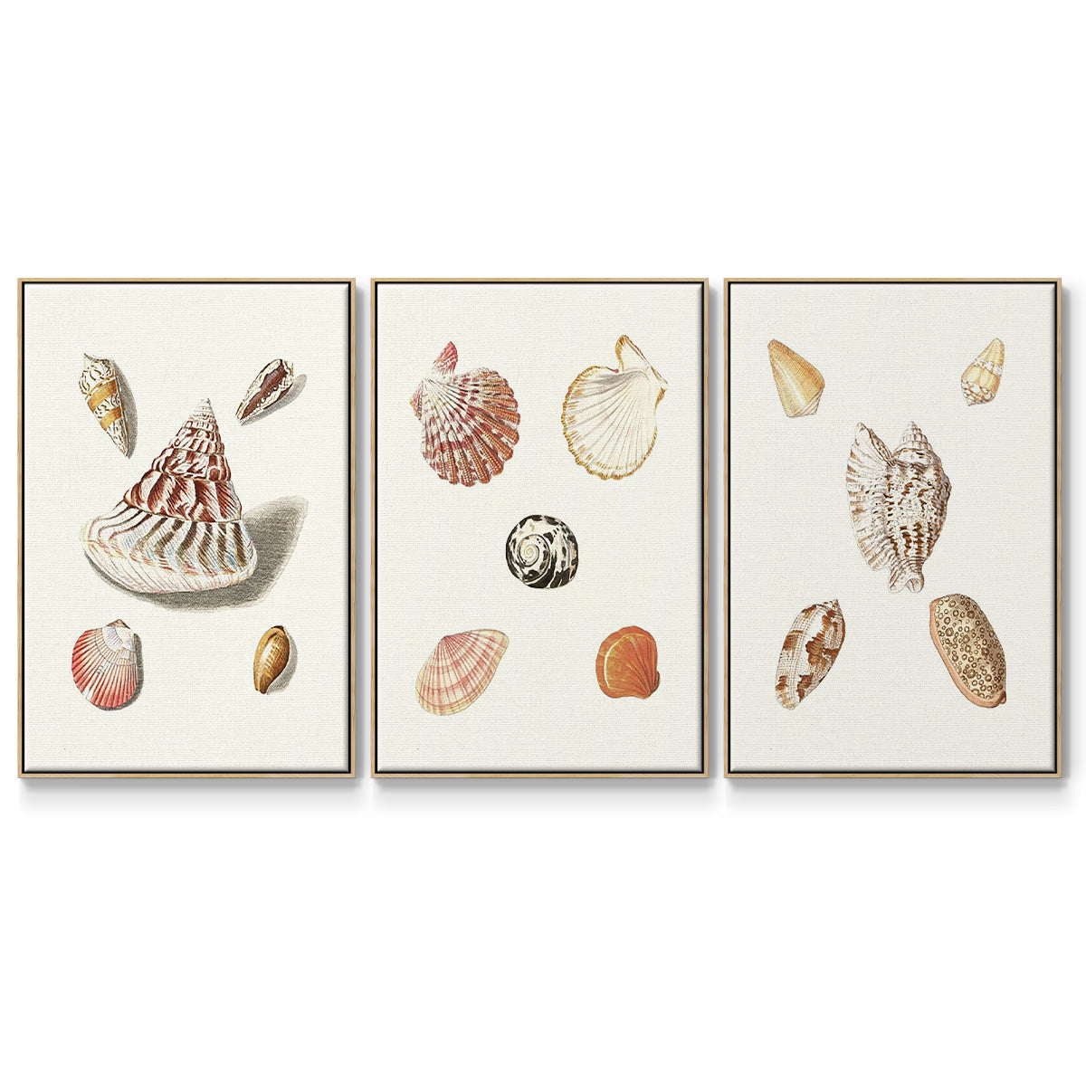 Pastel Knorr Shells VI - Floater Framed Canvas Set
