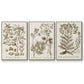 Sepia Botanical Journal I - Floater Framed Canvas Set