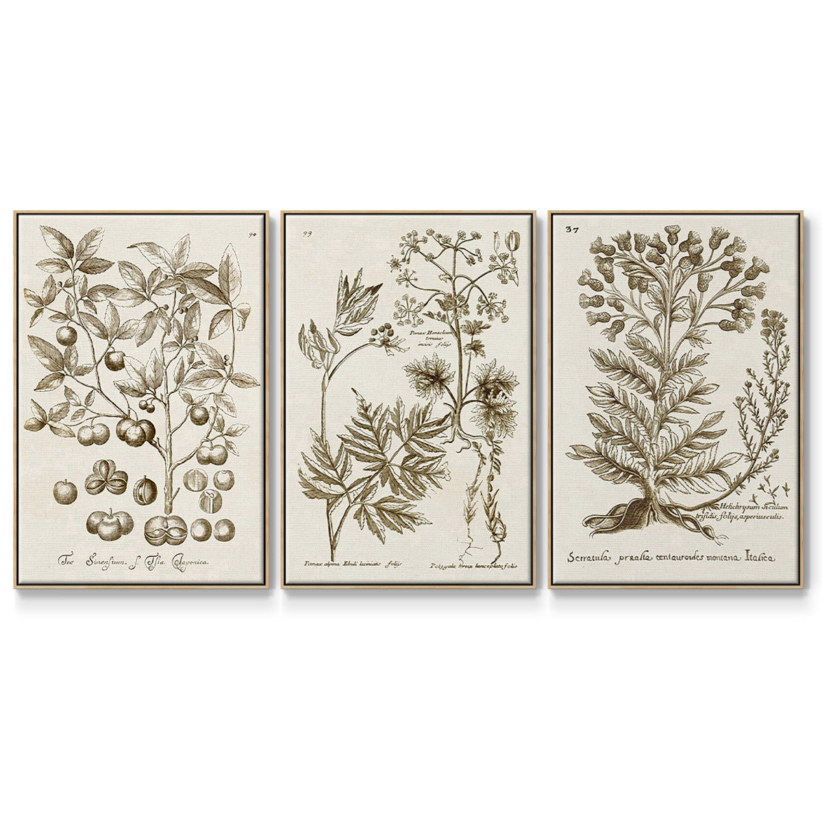 Sepia Botanical Journal I - Floater Framed Canvas Set