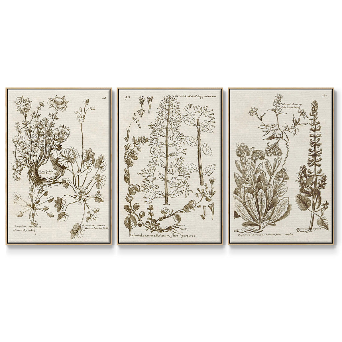 Sepia Botanical Journal IV - Floater Framed Canvas Set